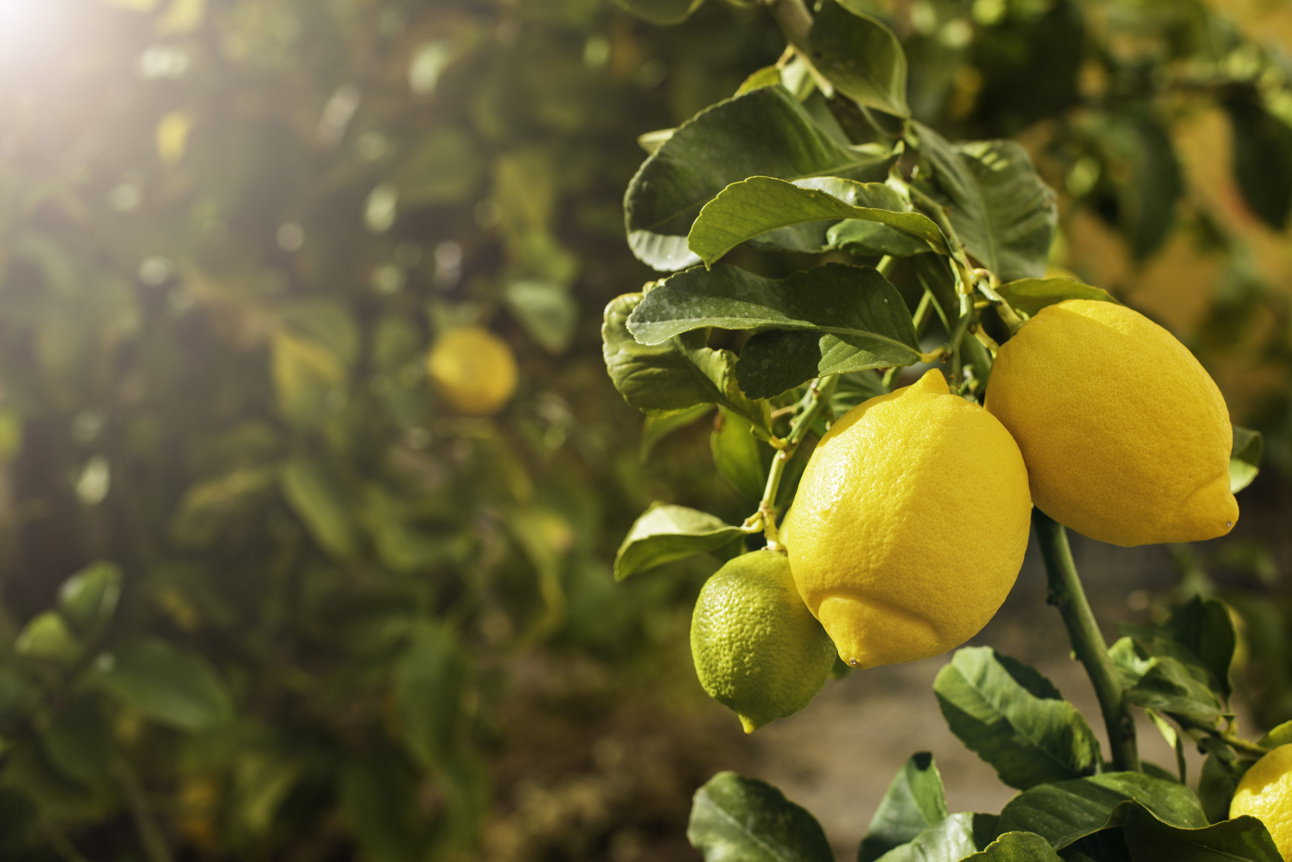 Bunch of fresh ripe lemons on a lemon tree branch in sunny garden.