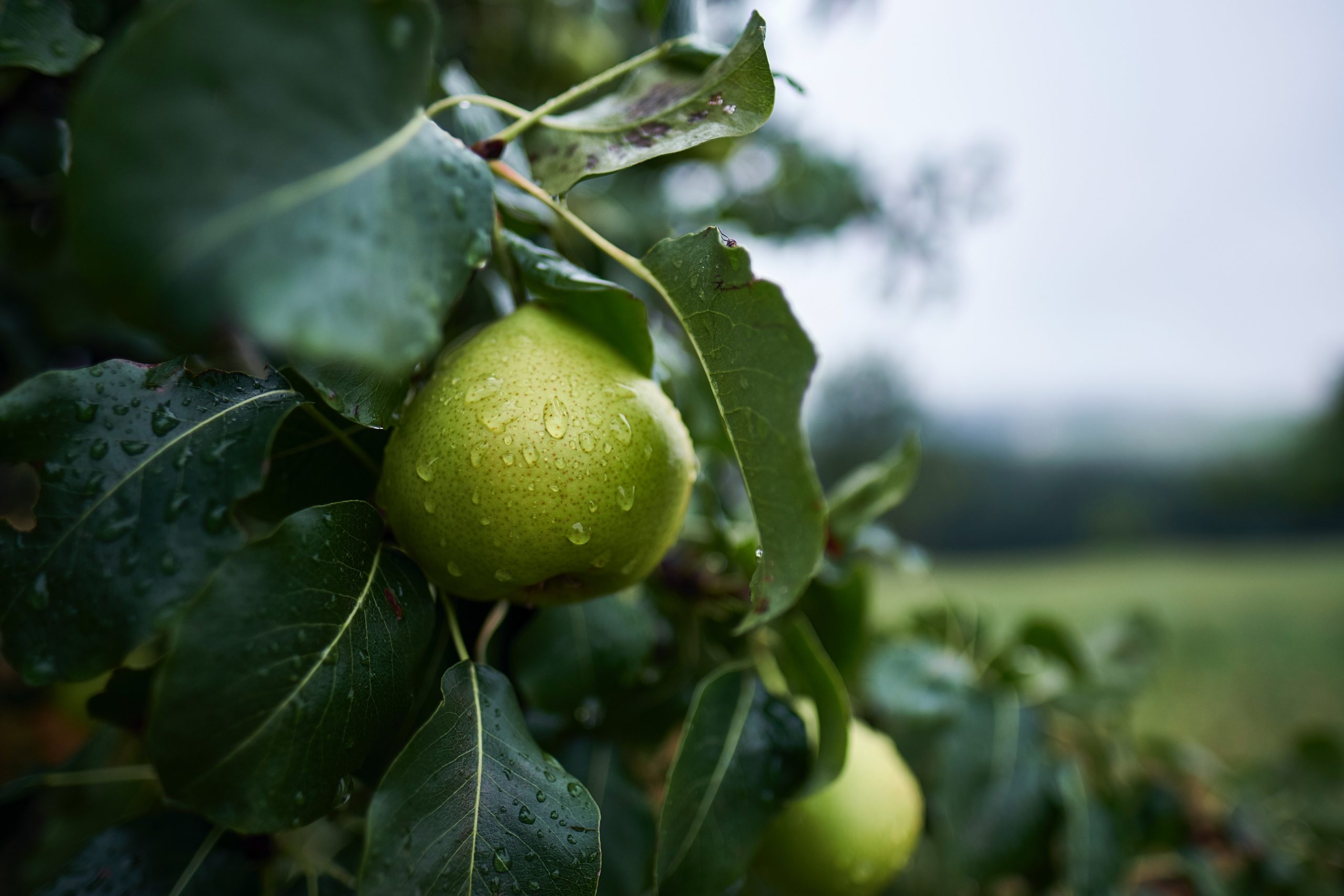 Juicy Pears