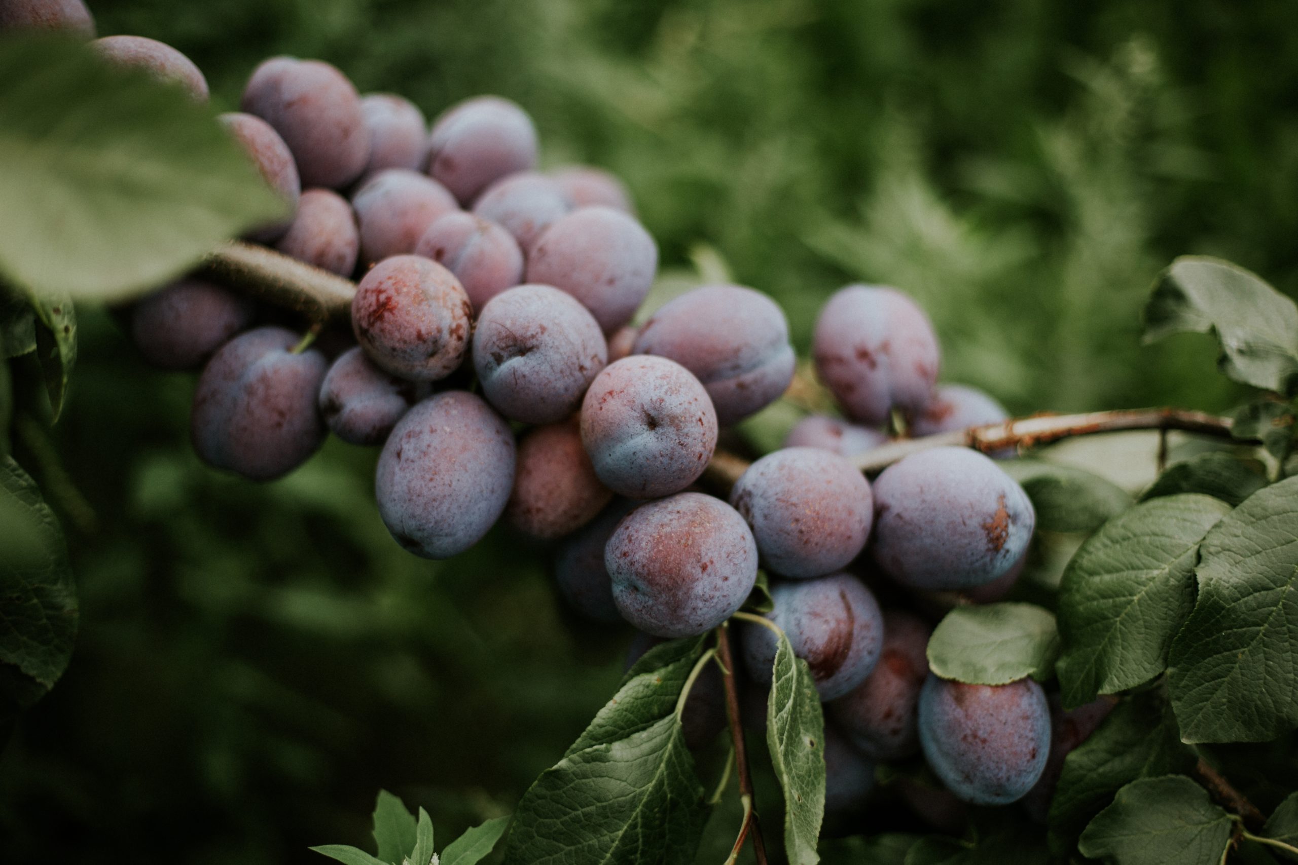 Closeup shot of plums on the branch with a blurred natural background