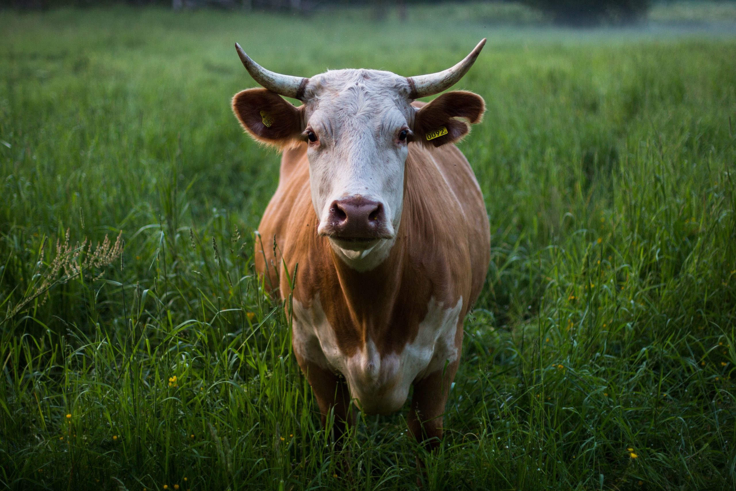 skull-kat-M7fi58_dF5k-unsplash