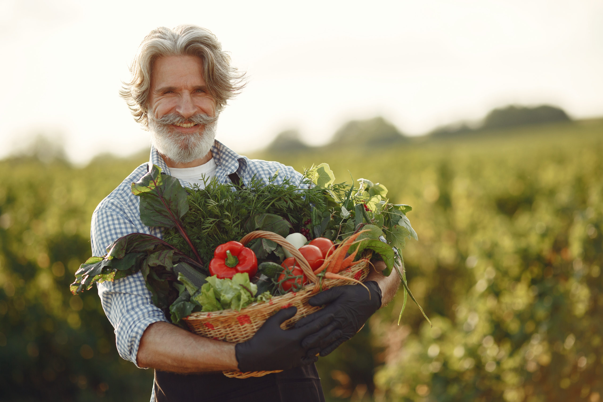 Senior with box vegetables garden background sunse