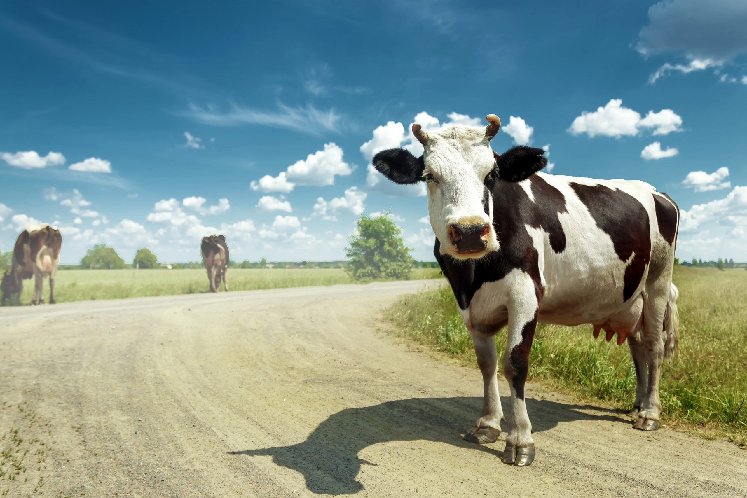 Spotted cow grazing on a beautiful green meadow against a blue sky. Livestock, farming.