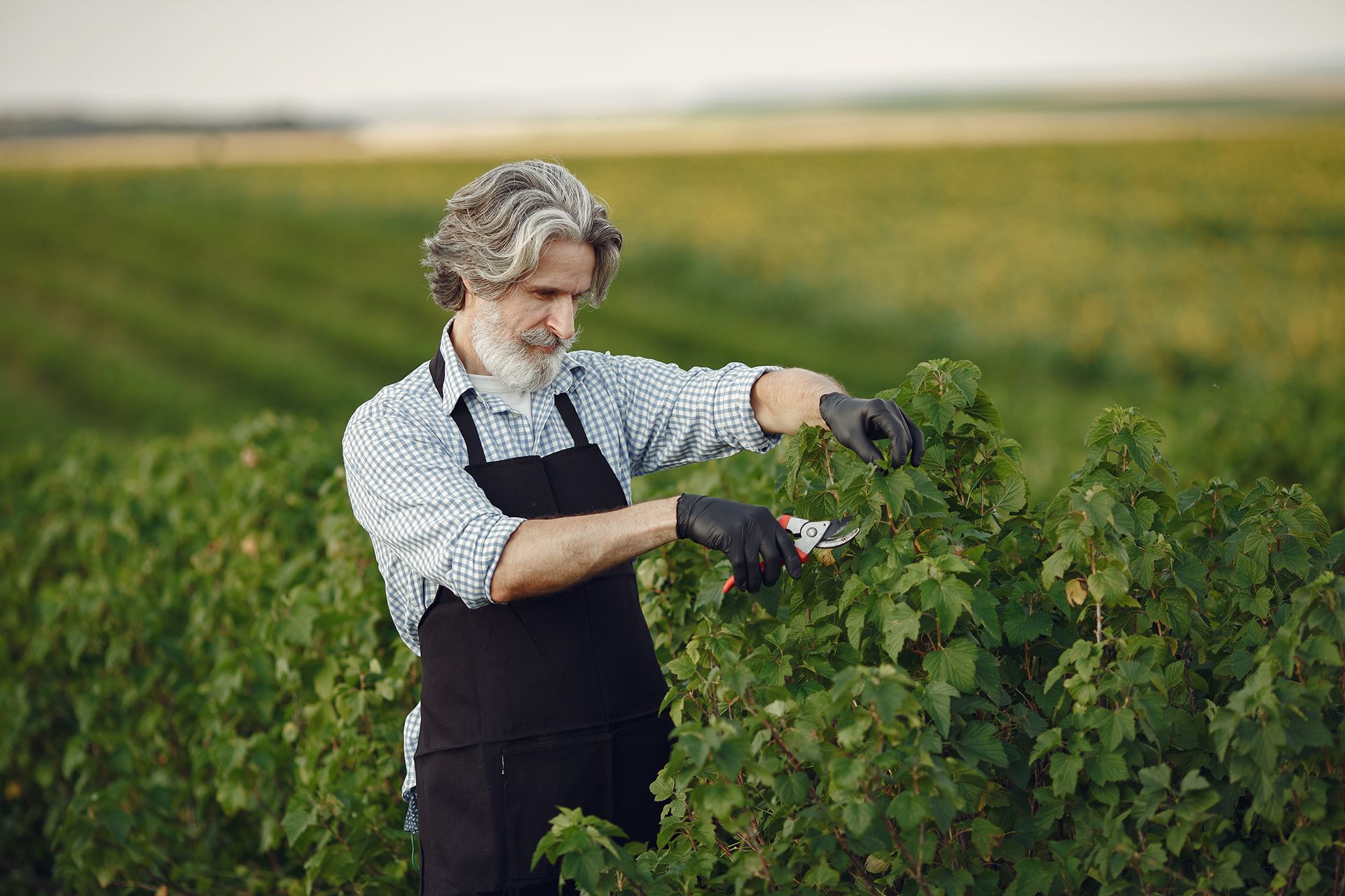 man-trimming-bough-brush-senior-black-apron